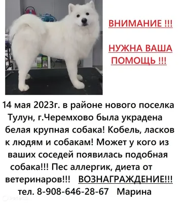 Порода вольпино итальяно - Породы собак обзор на Gomeovet