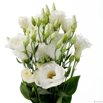 Эустома белая – «Freesia»