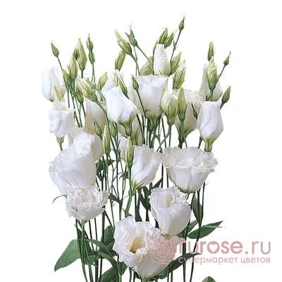 Lisianthus (Eustoma) White (10 Stems) (60-70cm) – NS Flowers Webshop