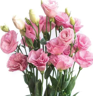 File:Lisianthus aka Eustoma 7217.JPG - Wikimedia Commons