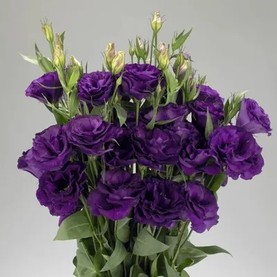 Bloom box - Eustoma | VIOLET.LV