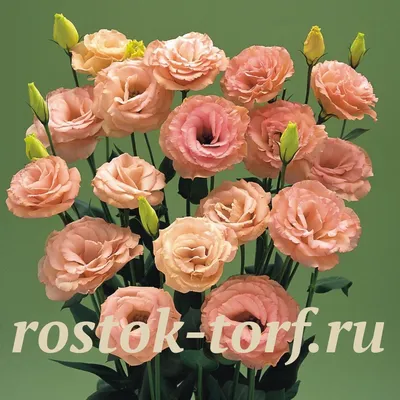 Эустома(Лизиантус) махровая (Eustoma grandiflorum) Abc Rose Rim, 5 драже -  Эустома (Лизиантус) - Семена цветов (профессиональные семена)
