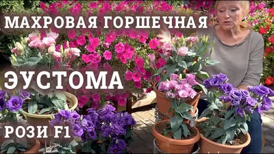Эустома крупноцветная махровая Мариачи F1 лайм грин - купить семена цветов  с доставкой по Украине в магазине Добродар