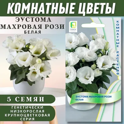 Купить семена: Эустома махровая (серия Magic) Шампань - цены,фото,отзывы |  Green-Club.com.ua