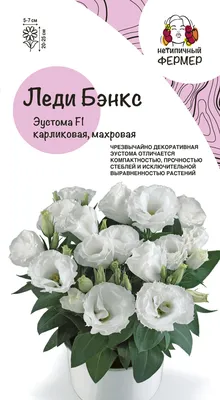 Эустомы ПОИСК Агрохолдинг HomeFlower - купить по выгодным ценам в  интернет-магазине OZON (1098657619)