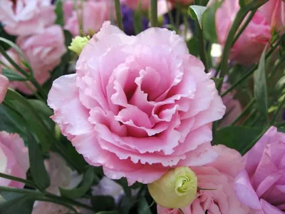 Эустома махровая \"Алиса\" МИКС- цветы на свадьбу, красивый букет цветов