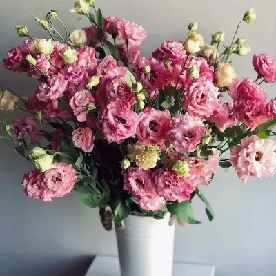 Семена цветов Эустома махровая Поиск Рози Белая 5 шт. — цена в Оренбурге,  купить в интернет-магазине, характеристики и отзывы, фото