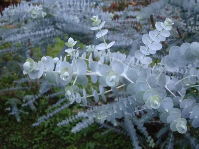 Семена и саженцы Эвкалипт Бэби Блю по почте 🌲
