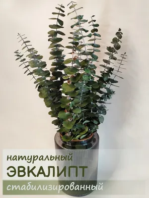 Эвкалипт Бейби Блю стабилизированный каштановый - купить в магазине | Dried  Flowers Moscow