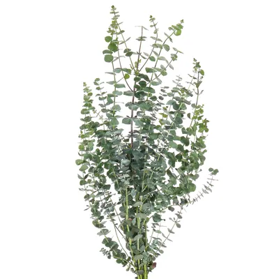 Eucalyptus Baby Blue - Эвкалипт Бейби Блу - купить в Зелёный мир / Green  World