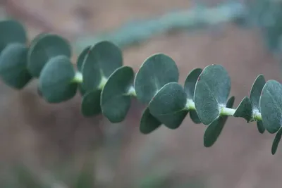 Eucalyptus Baby Blue | Green Eco Moss