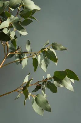 Eucalyptus Plant Baby Blue Eucalyptus Little Boy Blue стоковое фото  ©Luisecheverriurrea 355260702