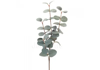 Эвкалипт припудренный (Eucalyptus pulverulenta)
