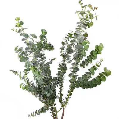 Купить eucalyptus pulverulenta baby blue (Другие Семена, Луковицы) заказать  с доставкой