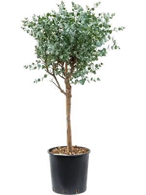 Эвкалипт Ганна 135/35 см (Nieuwkoop Europe) - Купить с доставкой в  интернет-магазине Cashpo Design по выгодной цене