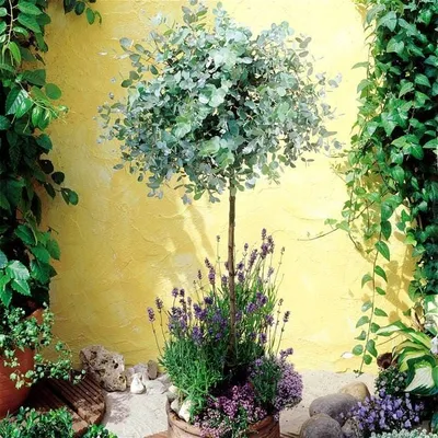 Eucalyptus GUNNII (Эвкалипт): купить 2 семени c доставкой почтой 🌸 Адениум  дома