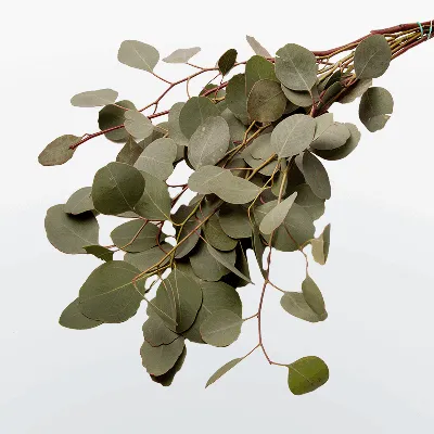 eucalyptusgunnii