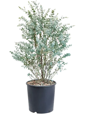 Эвкалипт Ганна Silver Tropfen - Эвкалипт - GardenPlants