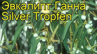 Эвкалипт Ганна FRANCE BLEU® 'Rengun'. Eucalyptus gunnii FRANCE BLEU®  'Rengun'. (ID#1489134017), цена: 930 ₴, купить на Prom.ua