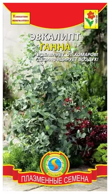 Эвкалипт Ганна (54 фото) » НА ДАЧЕ ФОТО