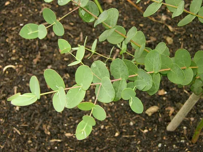 Эвкалипт Ганна (Eucalyptus gunnii) - PictureThis
