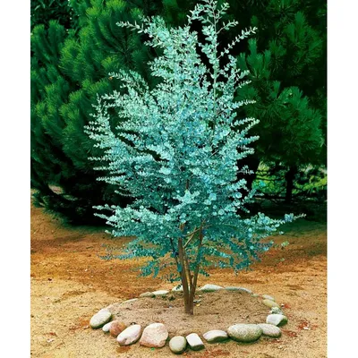 Семена Эвкалипт Ганна (Eucalyptus gunnii) - Цена: €2.50