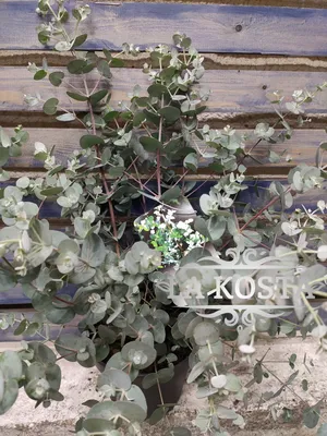 Эвкалипт Ганна (Eucalyptus gunnii) — описание, выращивание, фото | на  LePlants.ru