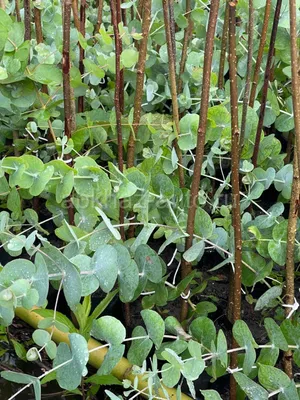 Eucalyptus gunnii | TreeEbb | Cистема онлайн-поиска деревьев | Питомник  Ebben