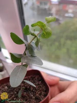 Эвкалипт Ганна FRANCE BLEU® 'Rengun'. Eucalyptus gunnii FRANCE BLEU®  'Rengun'. (ID#1489134017), цена: 930 ₴, купить на Prom.ua