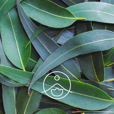 Эвкалипт Ганна (Eucalyptus gunnii) - PictureThis