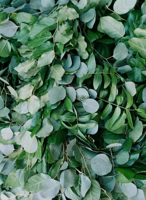 Eucalyptus Globulus Organic Essential Oil | Florihana