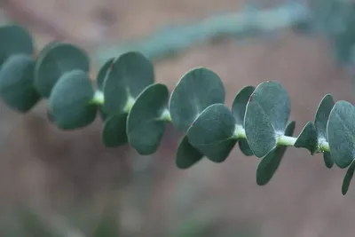 Эвкалипт — Eucalyptus описание и уход на FloralWorld.ru