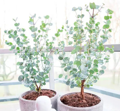 2 Pounds of Fresh Eucalyptus Leaves - Etsy