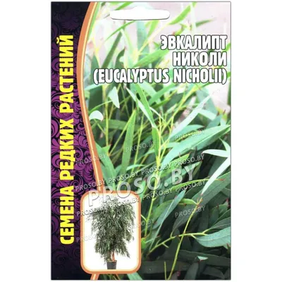 Эвкалипт Николи стабилизированный насыщено-зеленый купить в Украине по  низкой цене • DFB elements