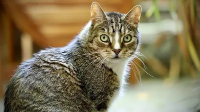 Европейская короткошерстная кошка фотографии