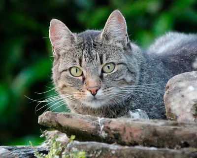 Фотографии Европейской короткошерстной кошки с возможностью бесплатного скачивания