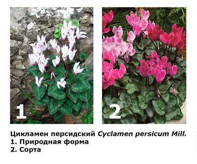 Цикламен. | Botanical flowers, Plant leaves, Flowers