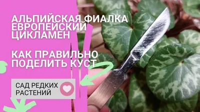 Цикламен цветок 2 Альпийская Фиалка (европейский) — купить в Красноярске.  Горшечные растения и комнатные цветы на интернет-аукционе Au.ru