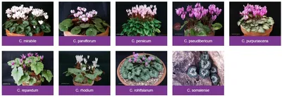 Cyclamen purpurascens (Cyclamen europaeum) - Страница 4 - Форум цветоводов  Фрау Флора