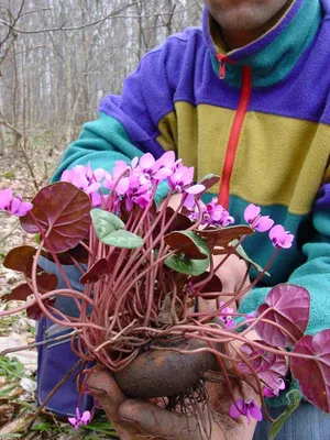 Цикламены Купить в Киеве Цикламен (Cyclamen). Доставка по Украине