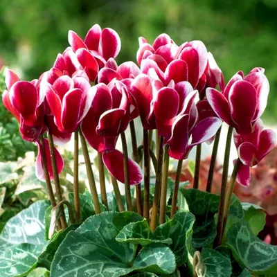 Cyclamen purpurascens (Cyclamen europaeum) - Страница 4 - Форум цветоводов  Фрау Флора