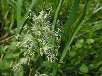 Ежа сборная (Dactylis glomerata L.)