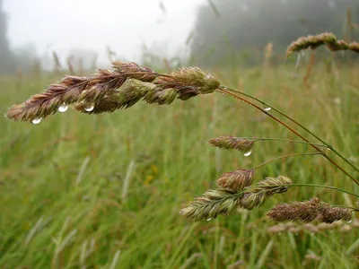 Ежа сборная (Dactylis glomerata) - PictureThis