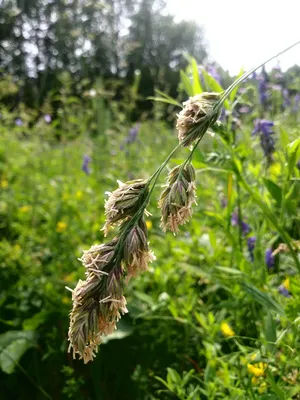 Фотогалерея - Злаки (Gramineae) - Ежа сборная (Dactylis glomerata L.) -  Природа Республики Мордовия