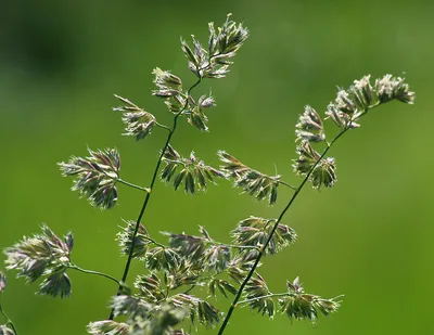 Ежа сборная (Dactylis glomerata L.)