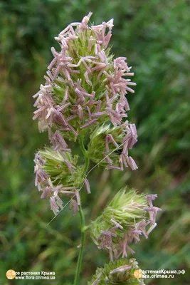 Ежа сборная 'Variegata' (6 шт) - Aiasõber