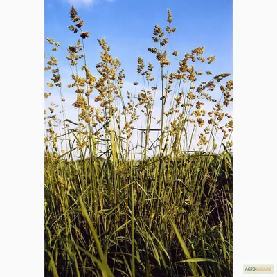 Dactylis glomerata L., Ежа сборная (World flora) - Pl@ntNet identify