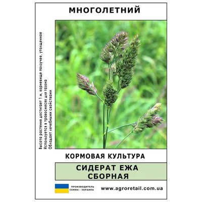 Dactylis glomerata - Ежа сборная семена - Wikifarmer