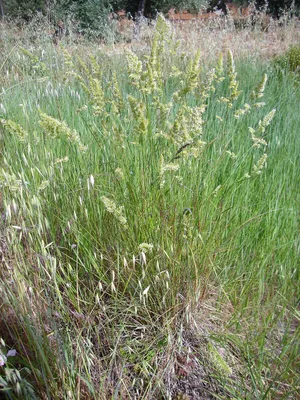 Фотокаталог растений: Ежа сборная (Dactylis glomerata)