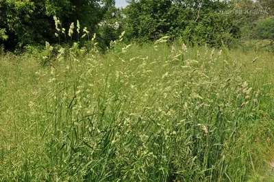 MW0602402, Dactylis glomerata (Ежа сборная), specimen